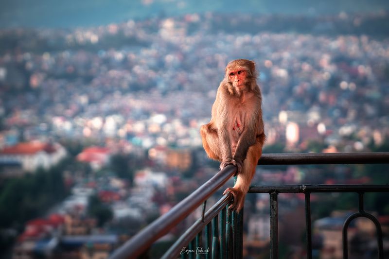 Катманду фото превью