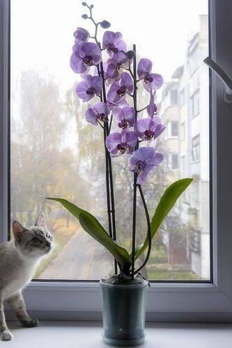 Для кого - цветы, а для некоторых - бабочки!