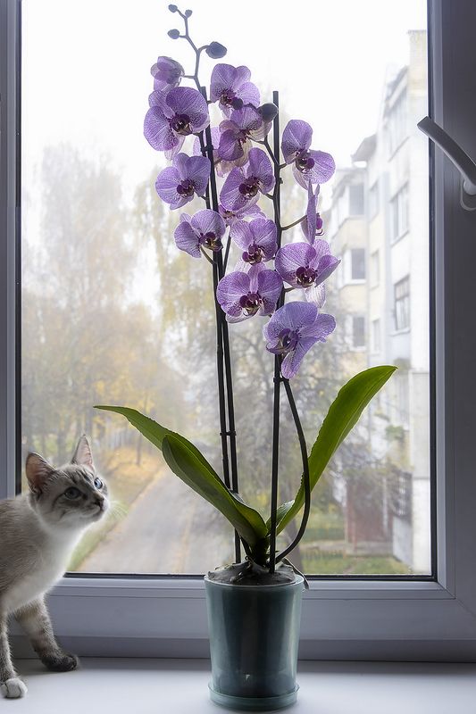 дом, цветы, орхидеи, фаленопсис, кошки, котята, питомцы Для кого - цветы, а для некоторых - бабочки! фото превью