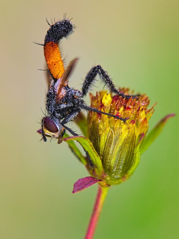 ежемуха череда #муха7 фото превью