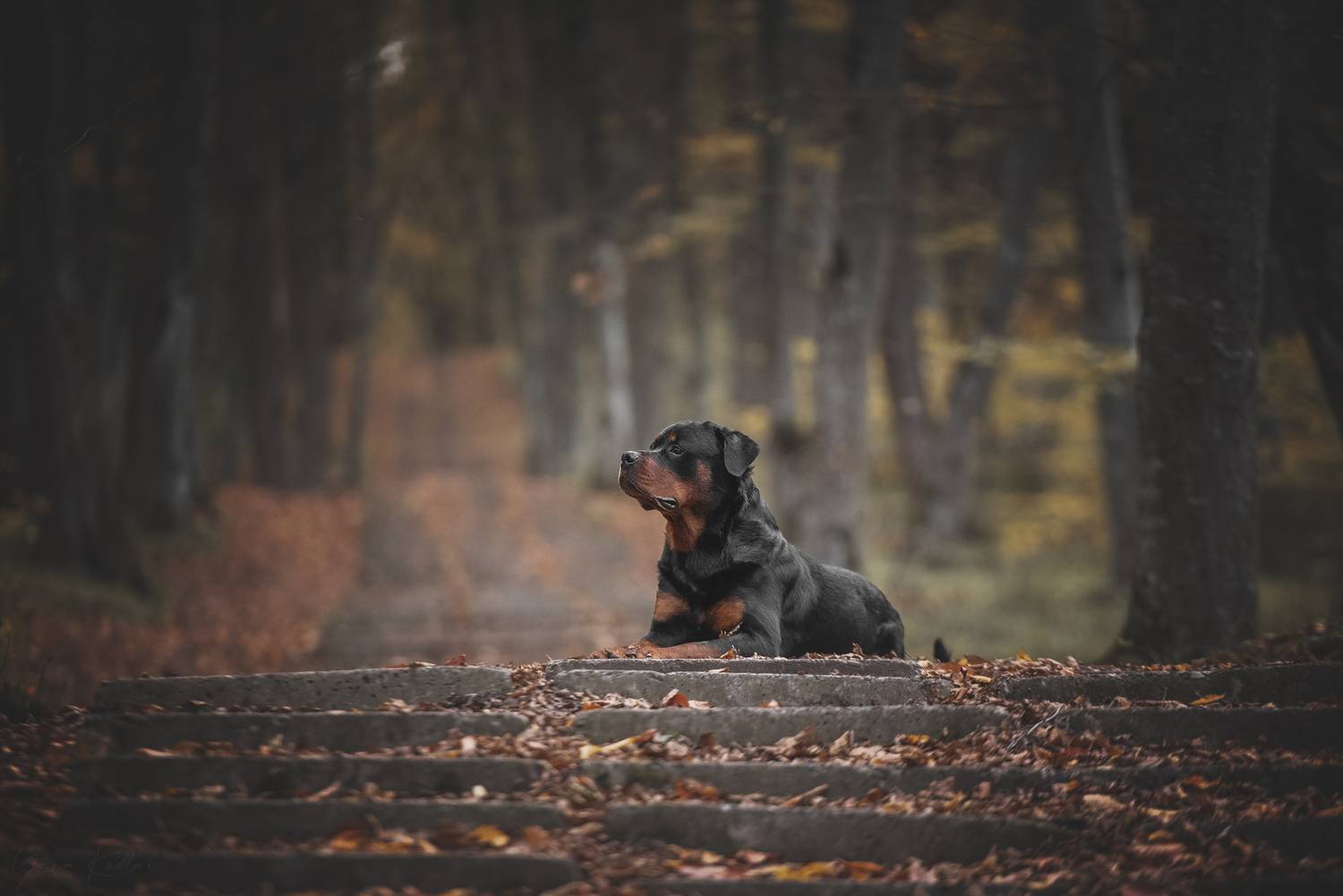 , Кудлай Яна