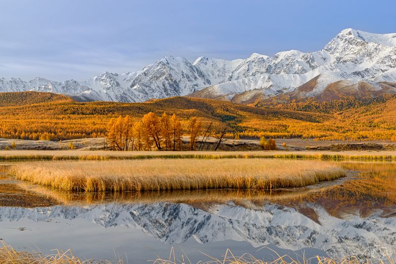 алтай, озеро джангысколь, осень Золотой Джангысколь фото превью
