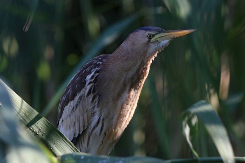 малая выпь, выпь, волчок, little bittern, bittern, heron, ixobrychus minutus, botaurus minutus Малая выпь у себя дома фото превью