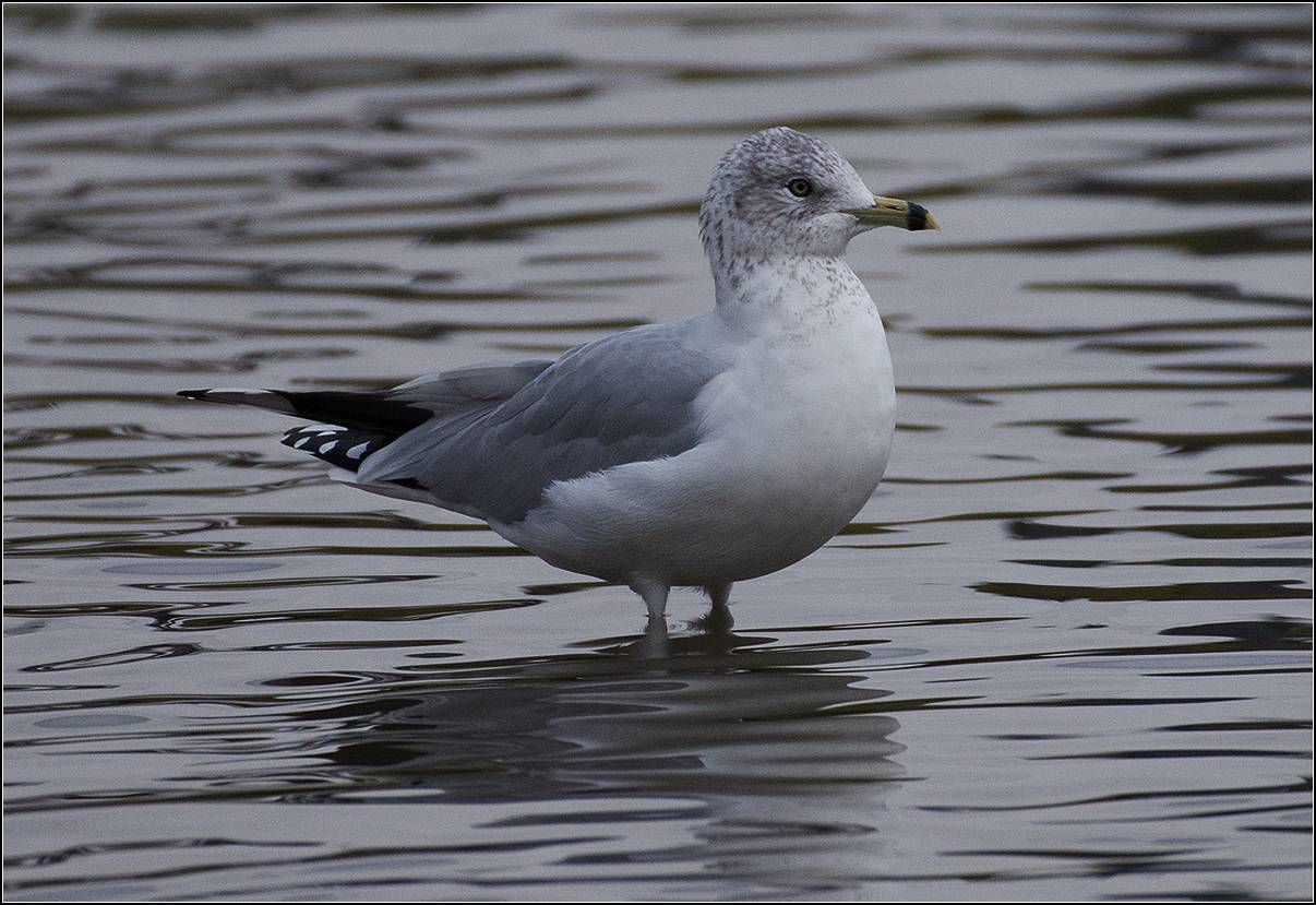 москва, октябрь, парк, птица, АНАТОЛИЙ ДОВЫДЕНКО