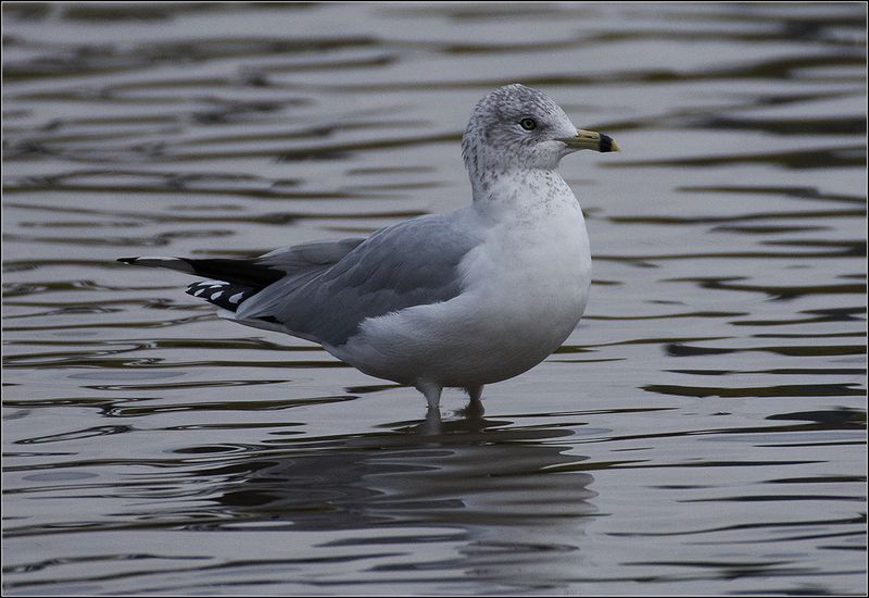 москва, октябрь, парк, птица Делавэрская чайка фото превью