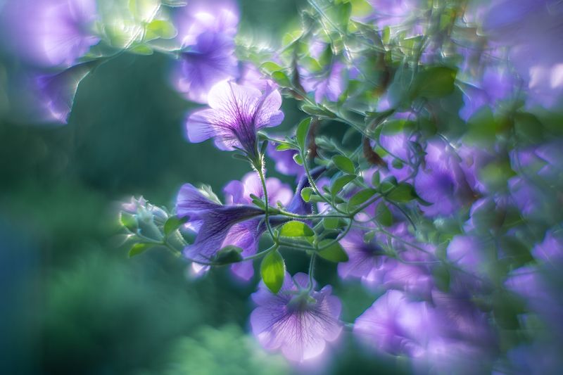 ... фото превью