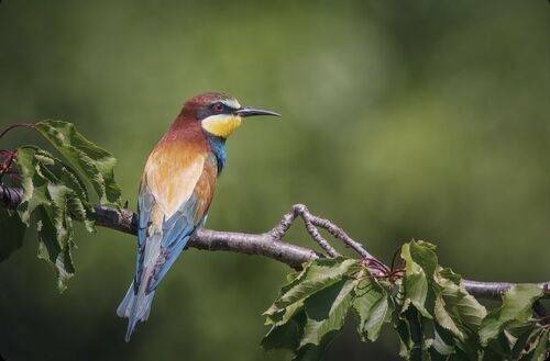 European Bee eater