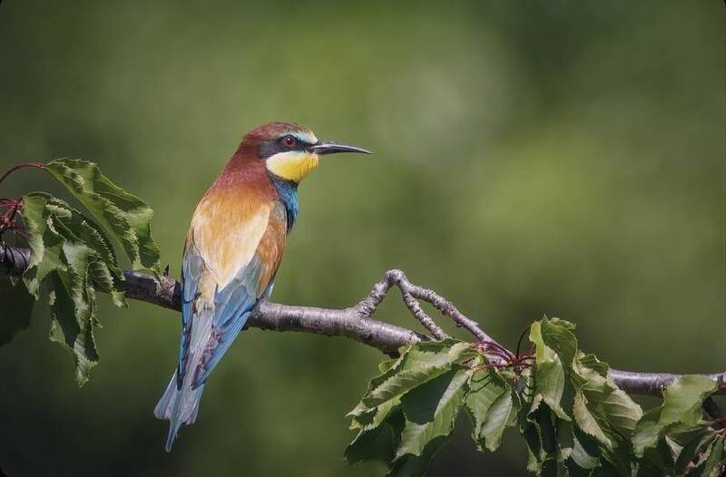#wildlife #bird #birdphotography European Bee eater фото превью