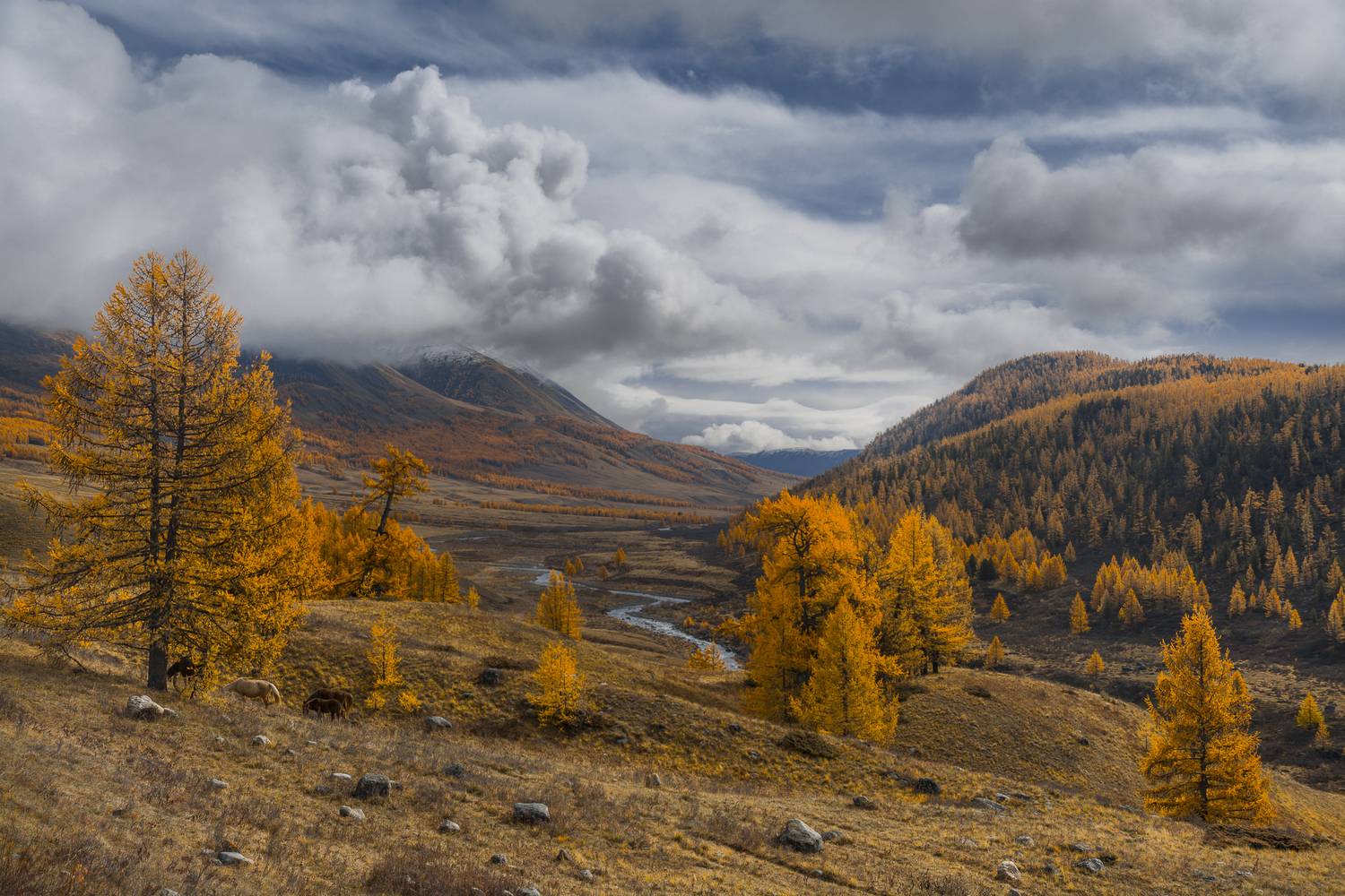 россия, горный алтай,осень, золотая осень, лиственницы, речка, лошади, Андрей Поляков