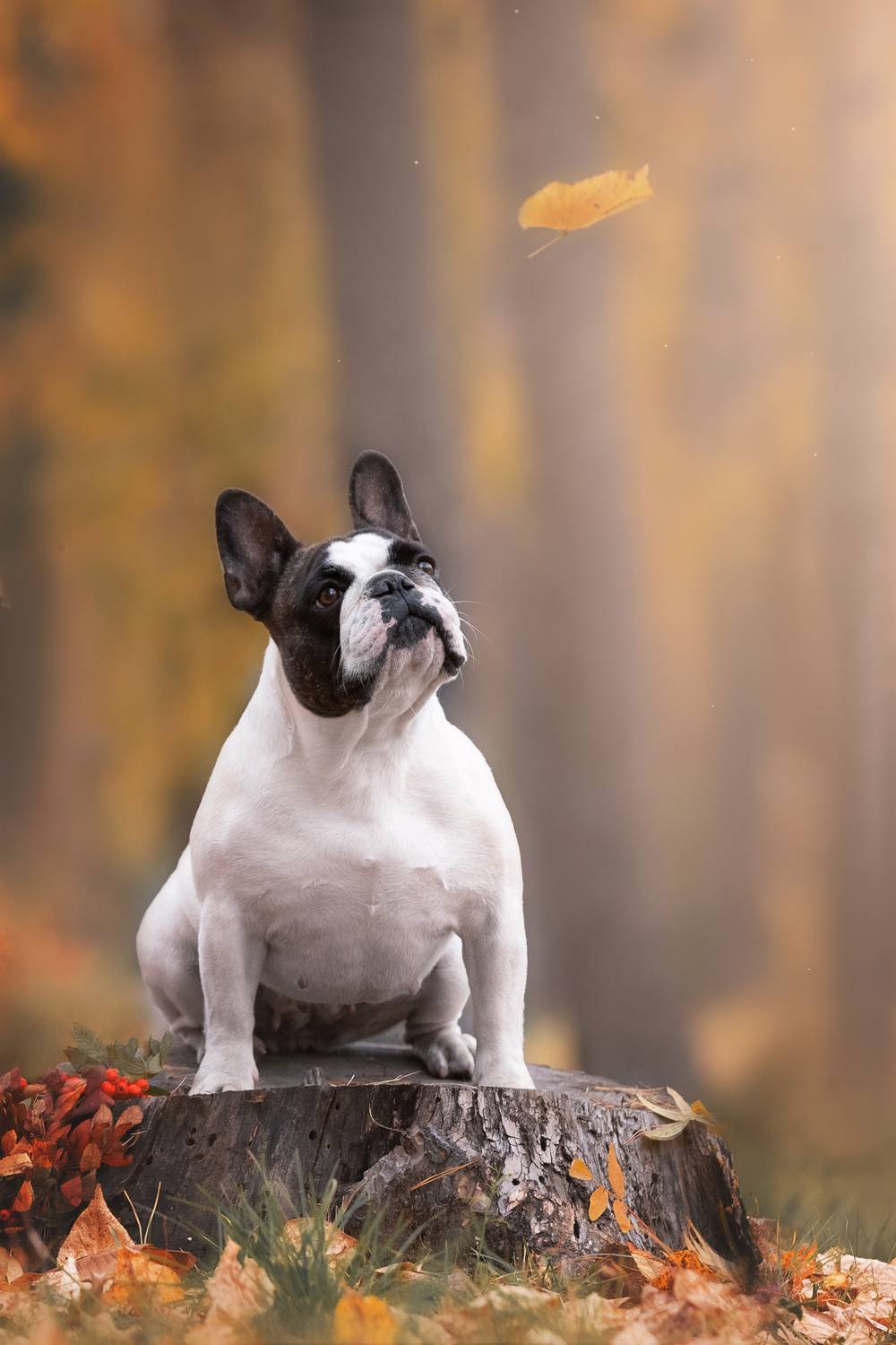 , Наталья Степанова