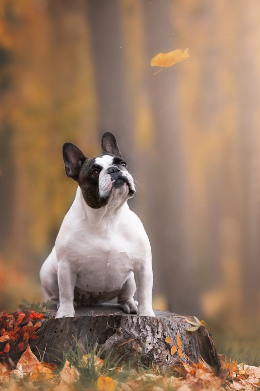 Фокус на осень фото превью