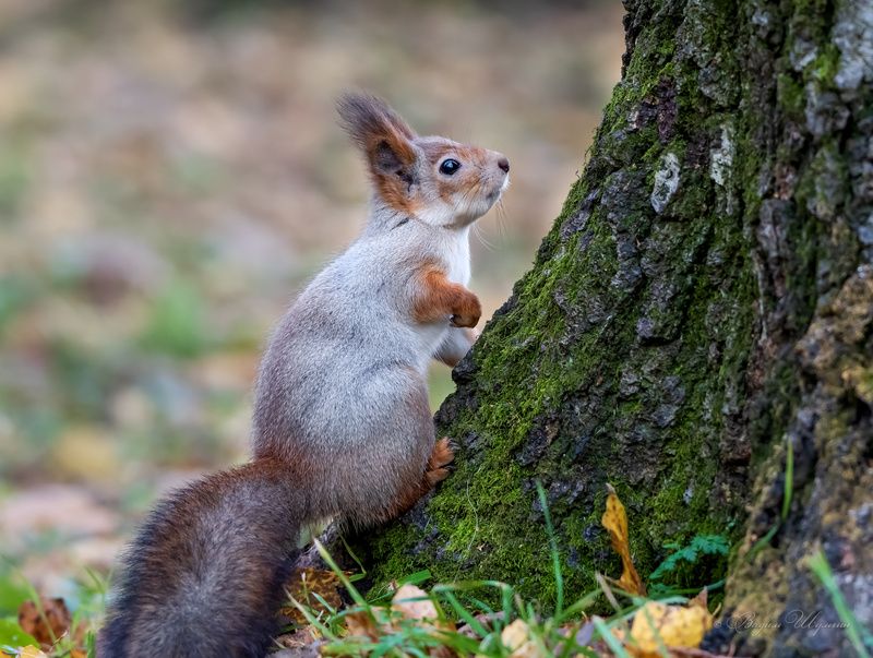 Напряженное ожидание фото превью