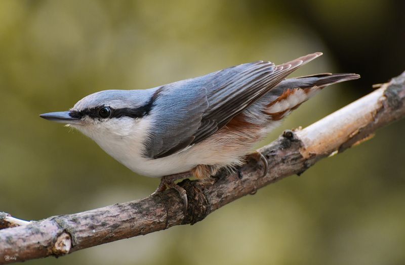 Поползень фото превью