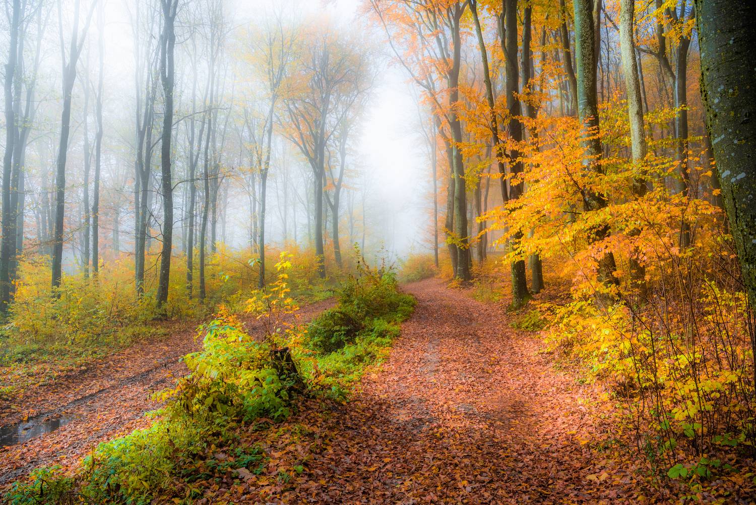 осень, Руслан Авдевич