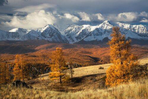 Курайская степь