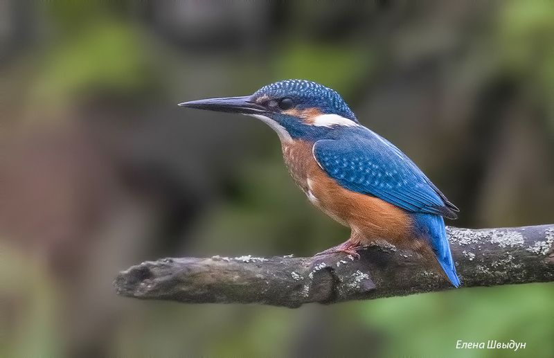 Необыкновенный обыкновенный зимородок фото превью