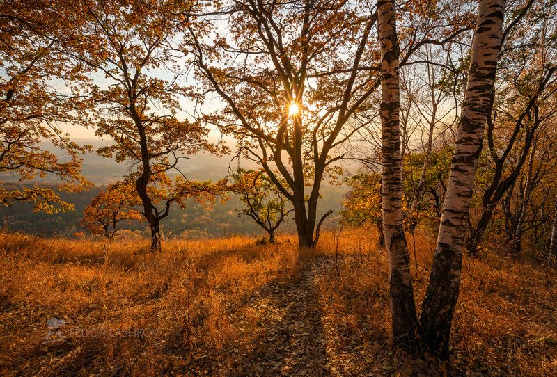 ставропольский край, ставрополье, осень, осенний, деревья, берёза, осина, дуб, лес, парк, кисловодский национальный парк, нижнее седло, холмистый, дерево, кисловодск, закат, Осень в лесу фото превью