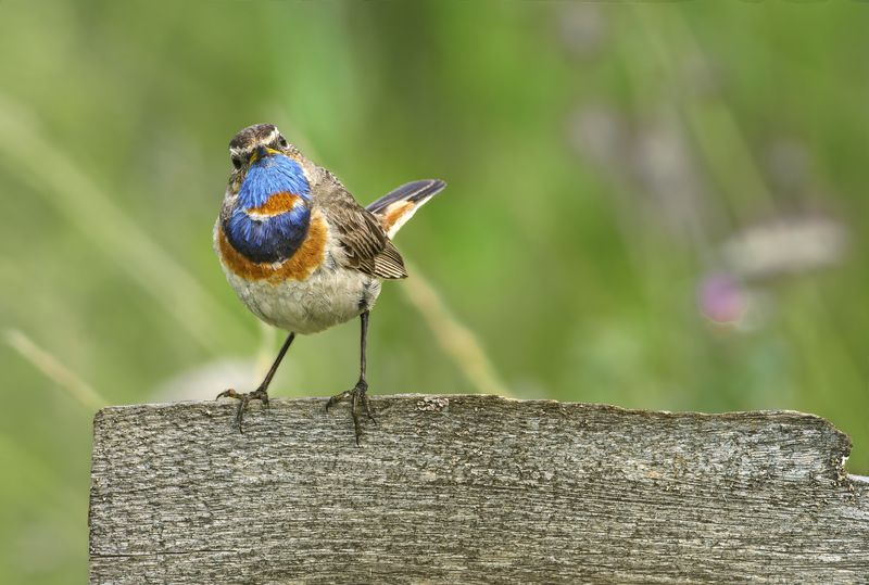 Варакушка / Bluethroat / Luscinia svecica фото превью