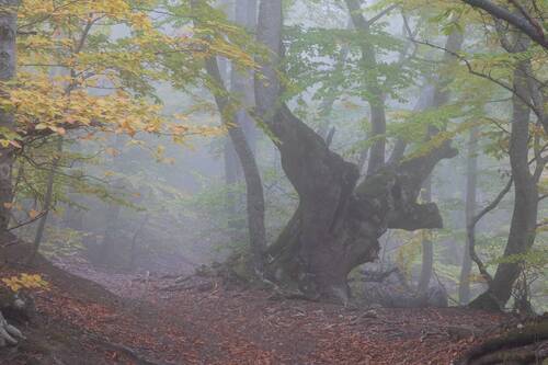 Древний исполин