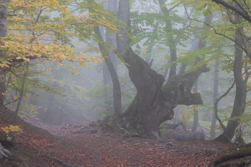 Древний исполин фото превью