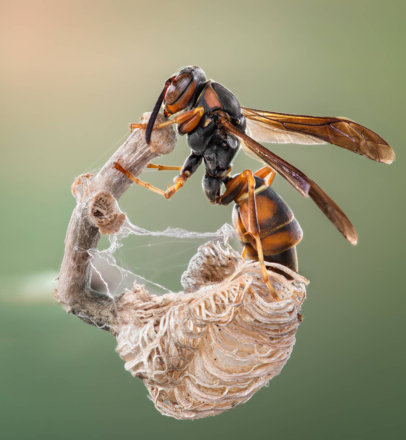 wasp, insect, macro, nature, wild, insects, bee,, Atul Saluja