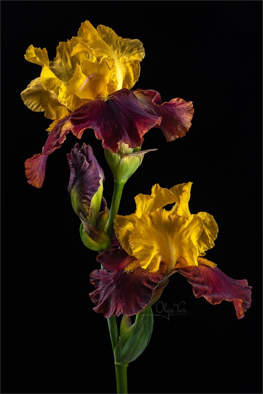 ирис, ирисы, флора, цветок, цветы, лепестки Ирисы на черном фото превью