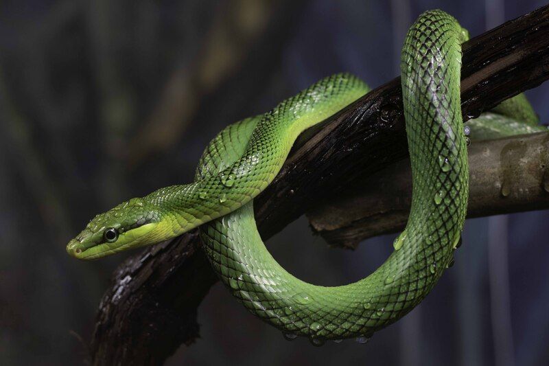 Red-tailed green ratsnake фото превью