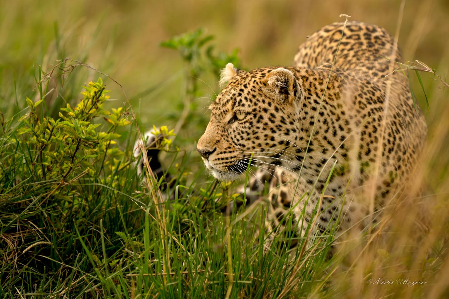 , Николай Мозгунов