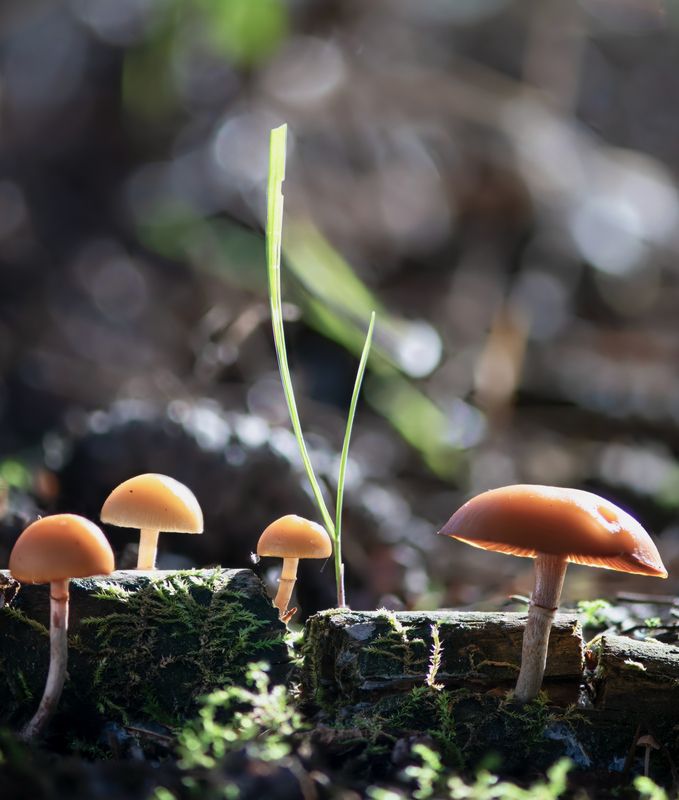 Семейка фото превью