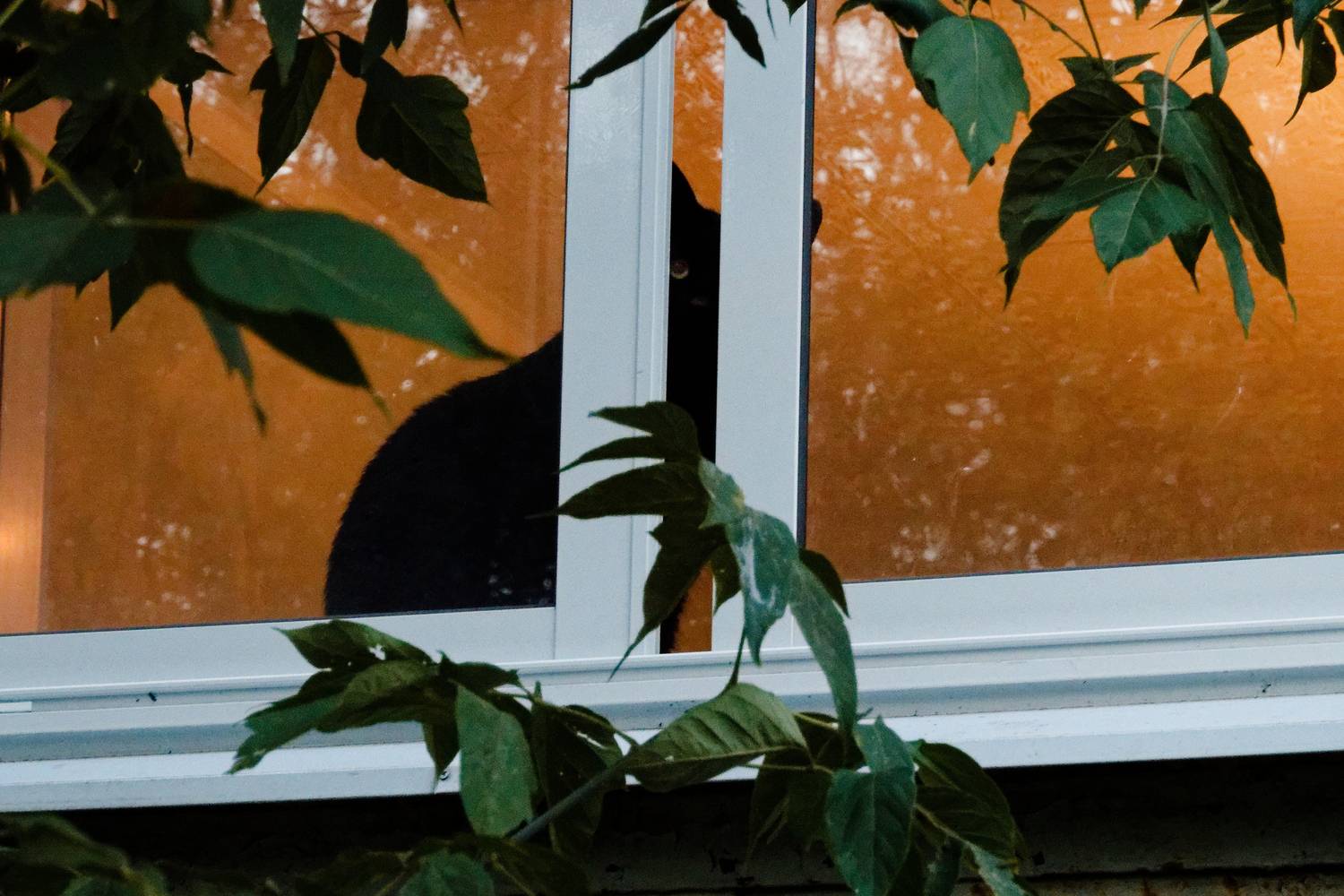 , Какоткин Роман