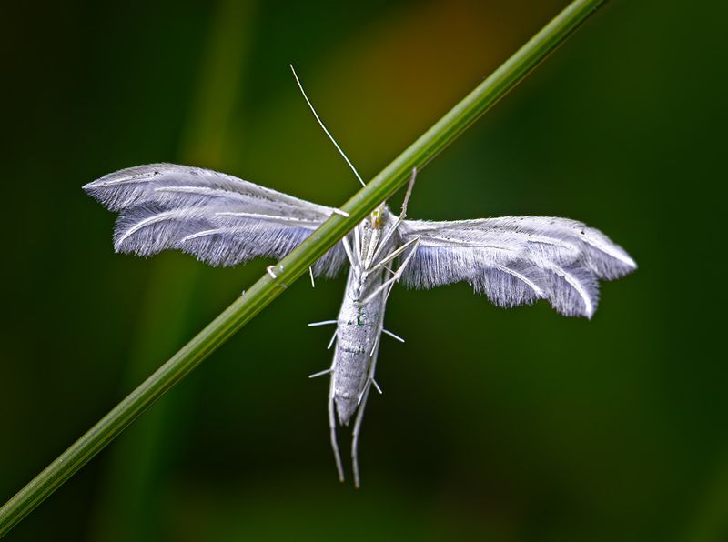 Пальцекрылка пятипалая фото превью