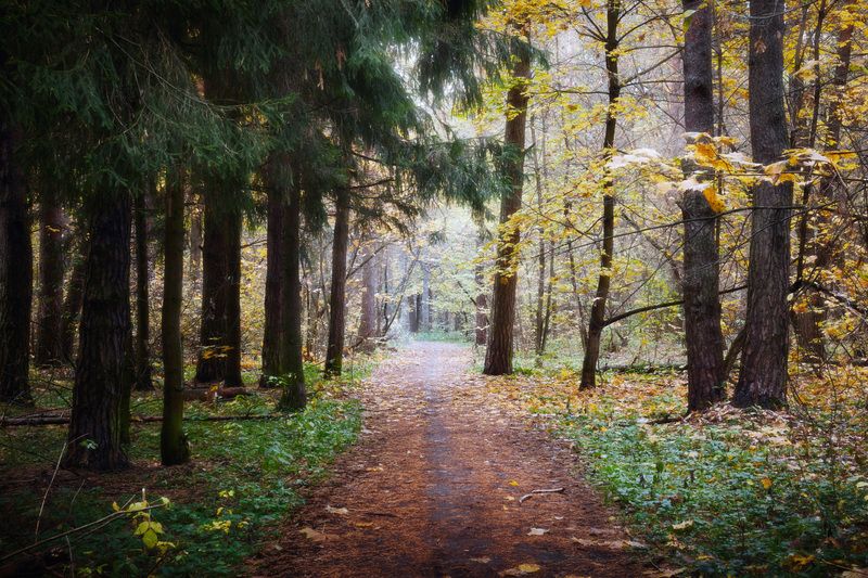 В осеннем лесу фото превью