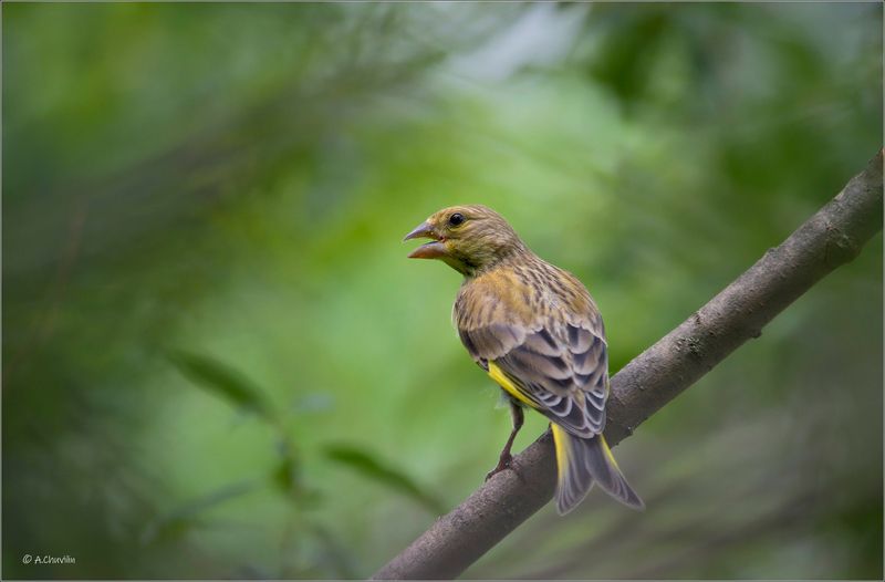Зеленушка, жарко фото превью