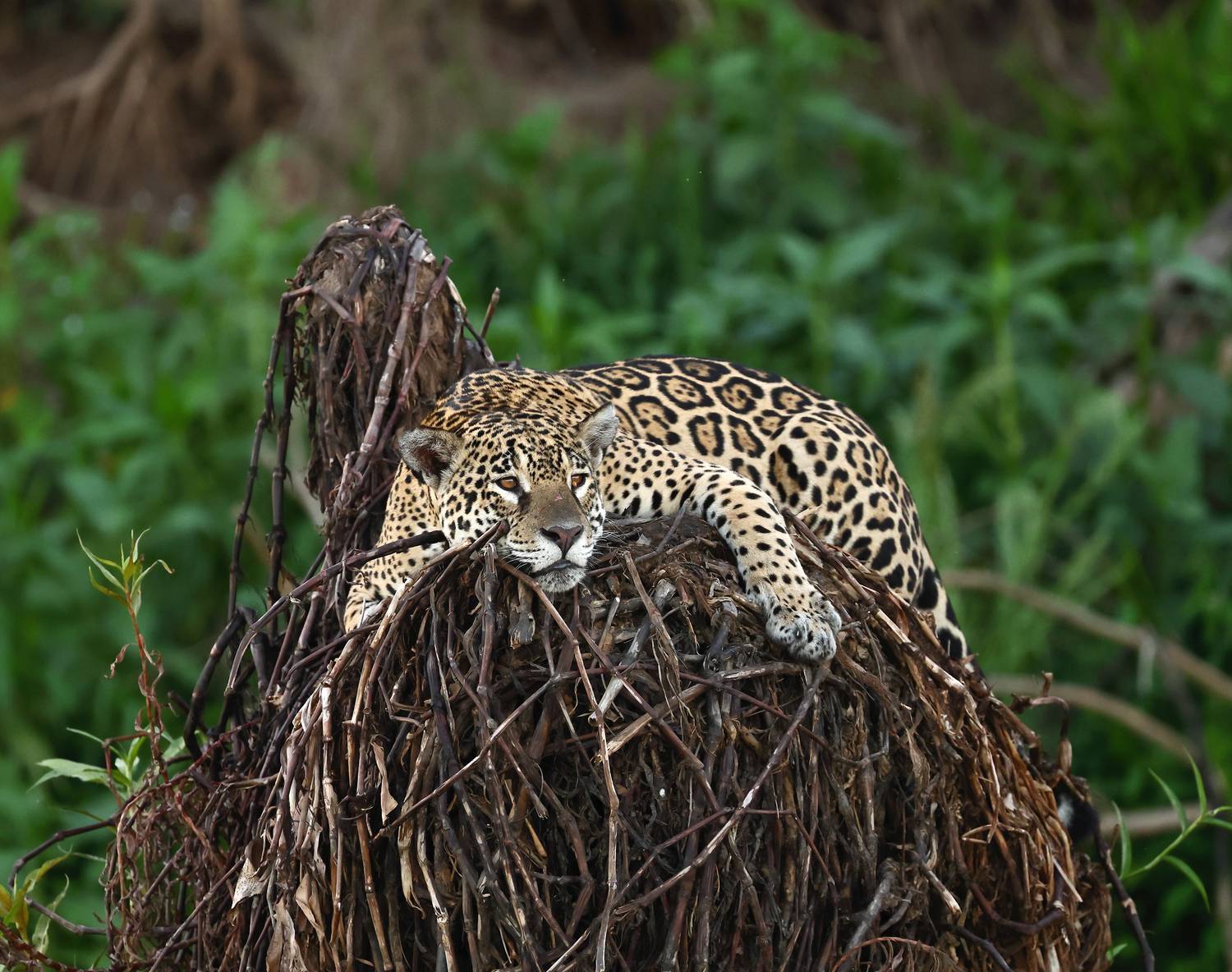 , Гудков Андрей