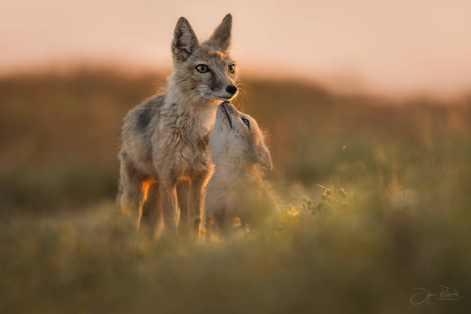 корсак, калмыкия, степная лиса, лиса, лисенок, корсачонок, дикая природа, wildanimals, корсачата, vilpus corsac, corsac, корсаки, маныч, маныч-гудило, черные земли, Рудченко Ольга