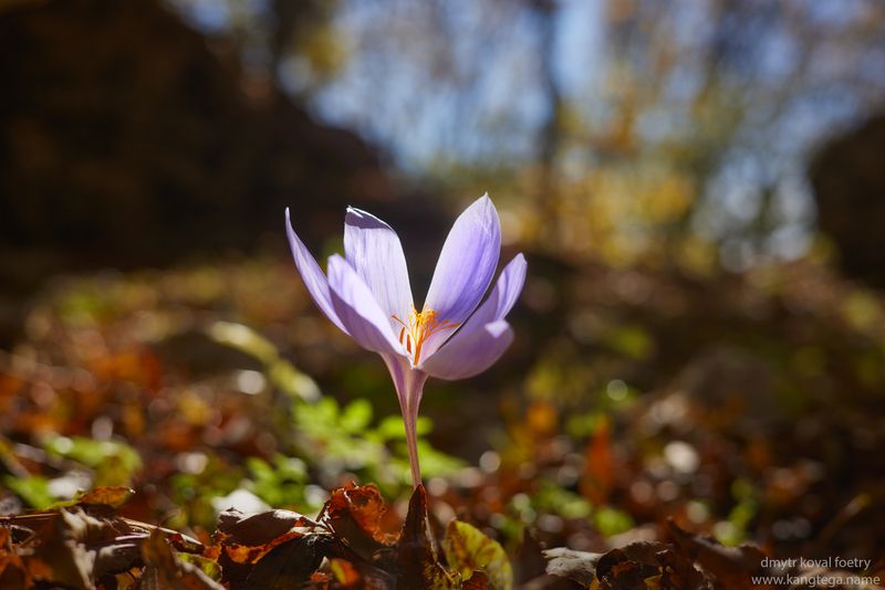 пейзажемагьё, пейзаж-как-виденье Обитатель(ница) заводи … фото превью