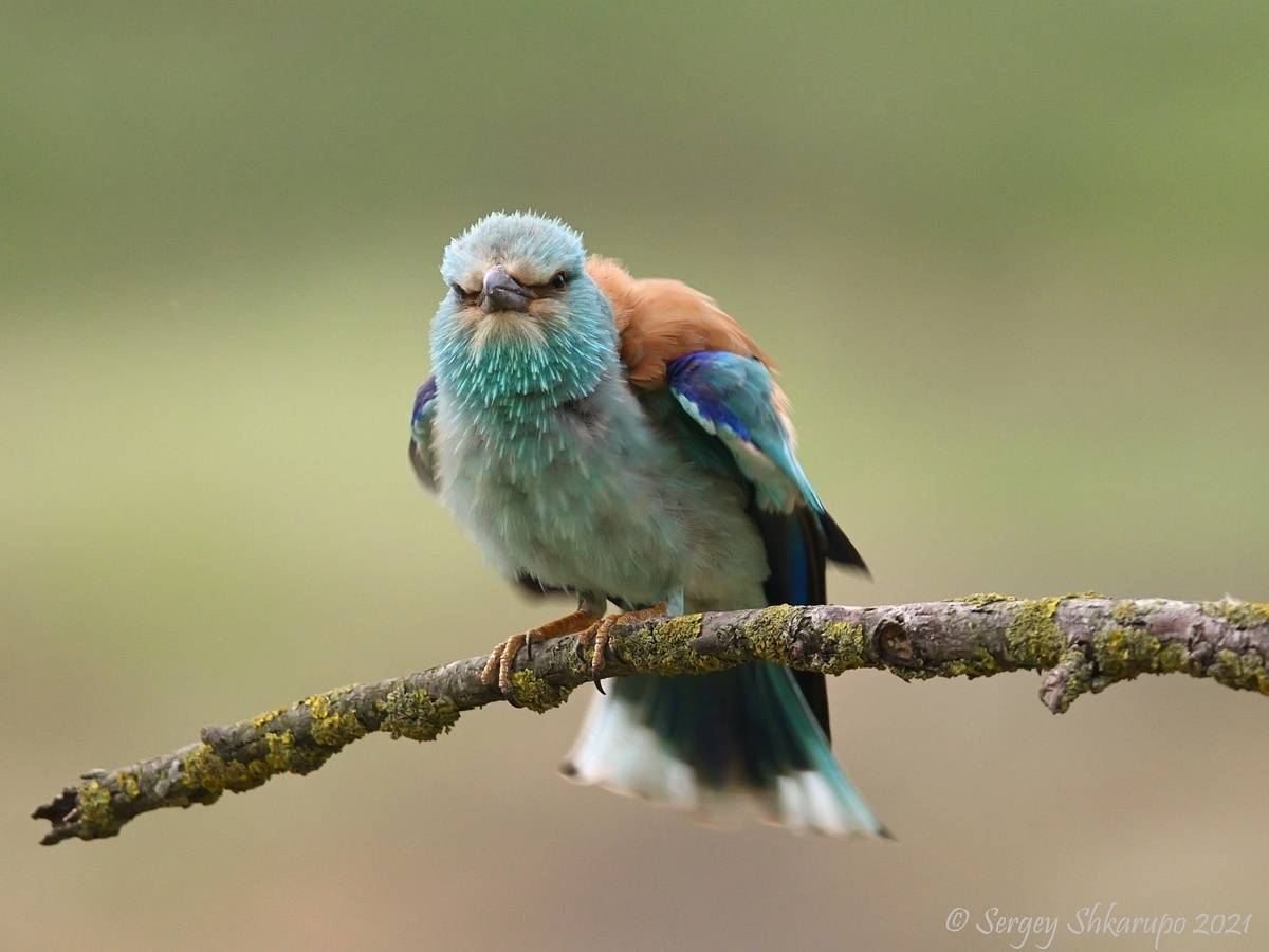 , Сергей Шкарупо