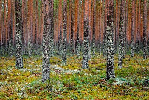 Сосновый ритм