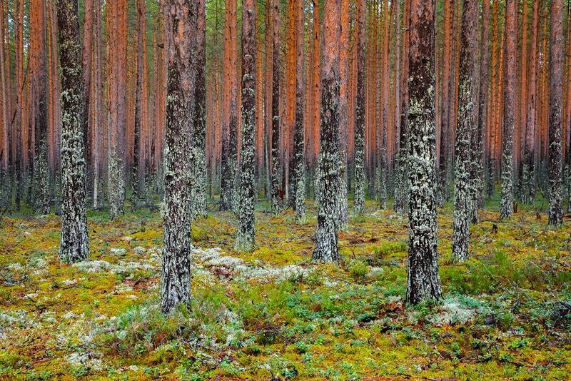 осень, золотая осень, тайга, ладожские шхеры, карелия, ладога, северное приладожье, сортавала, питкяранта, русский север,северная природа, северный пейзаж, пейзажи карелии, фототуры по карелии, фототуры по ладоге, фототур на ладожские шхеры Сосновый ритм фото превью