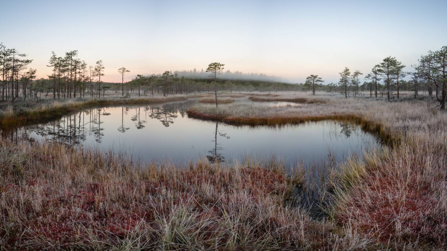 , Комарова Вера