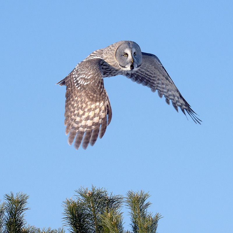Хозяйка леса фото превью