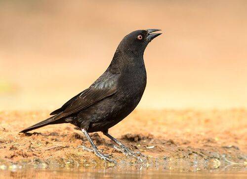Female Bronzed Cowbird - Cамка Красноглазый коровий трупиал