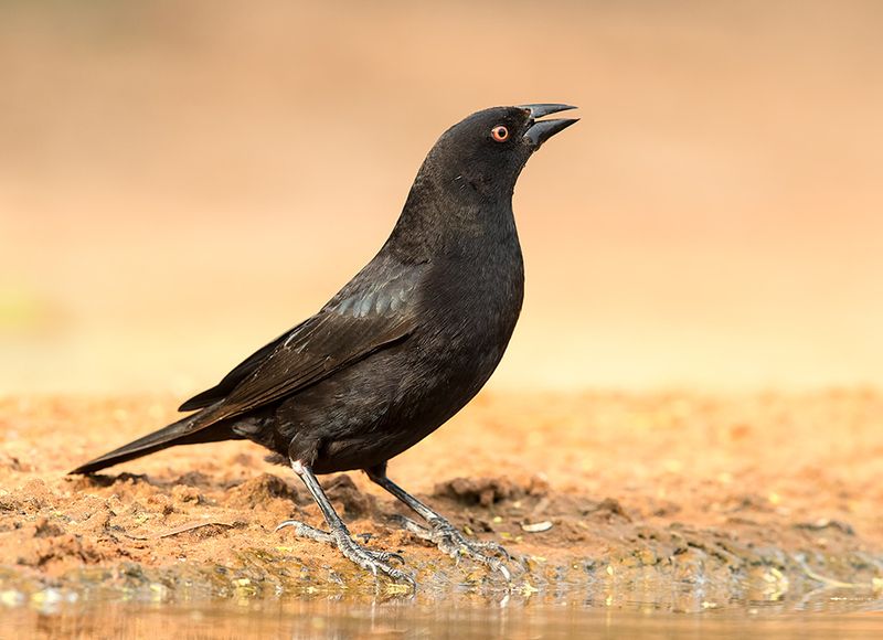 bronzed cowbird, красноглазый коровий трупиал,  трупиал, texas Female Bronzed Cowbird - Cамка Красноглазый коровий трупиал фото превью