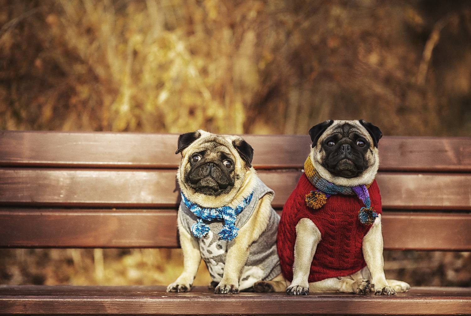 , Софронова Ольга