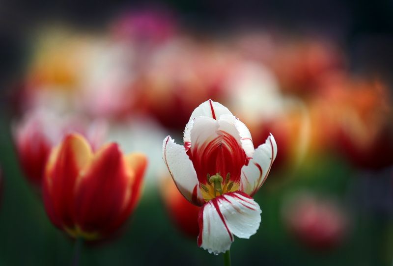 тюльпаны фото превью