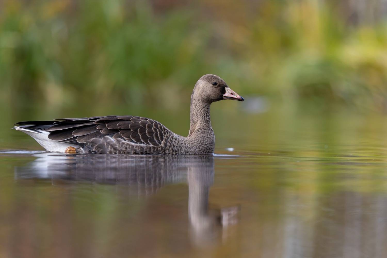 гусь, белолобый гусь, птицы, Ruslan Pl