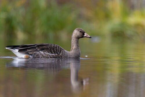 Белолобый гусь