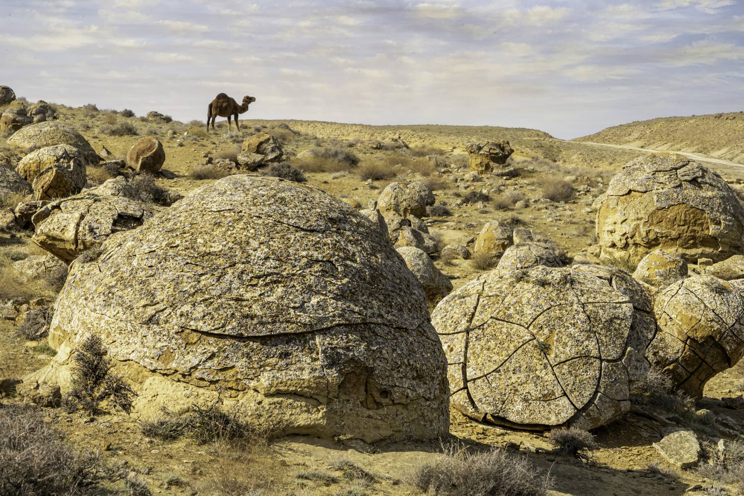 Казахстан, полуостров Мангышлак, Мангыстау, Актау, урочище Торыш, Долина шаров, верблюд, , Гаврилов Юрий