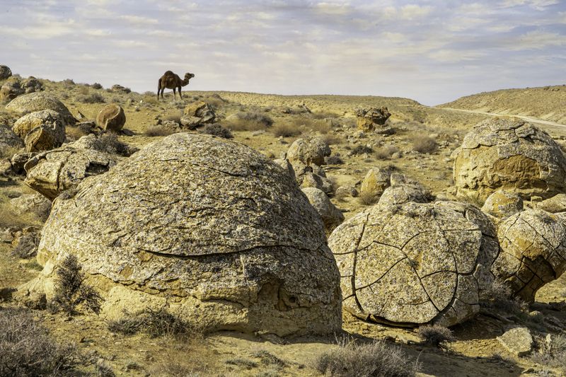 Казахстан, полуостров Мангышлак, Мангыстау, Актау, урочище Торыш, Долина шаров, верблюд,  Каменные щары и верблюд фото превью