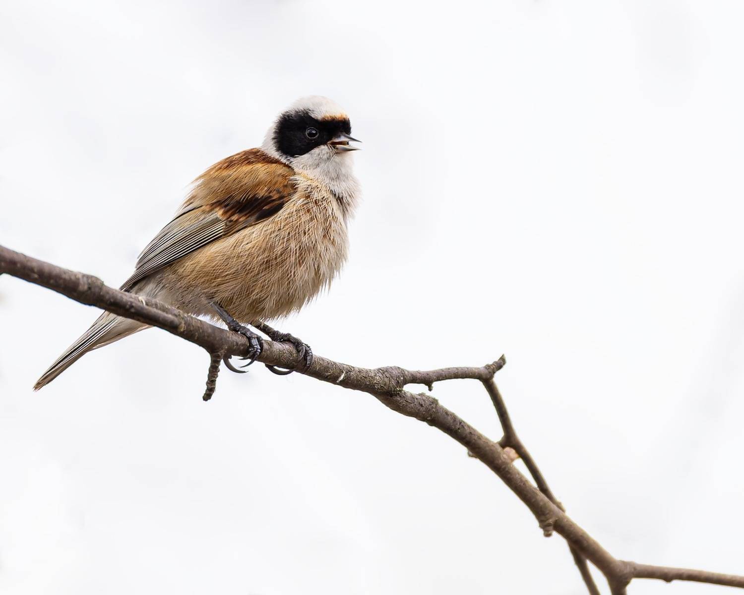 ремез, птицы, Ruslan Pl